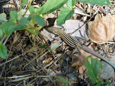 Wildlife