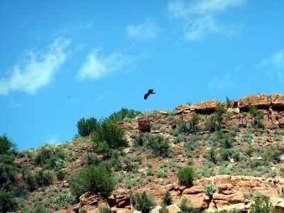 Osprey Catching the Thermals