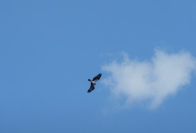 Osprey