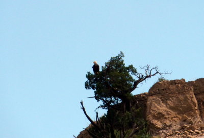 Only My Second Time Seeing a Bald Eagle in the Wild
