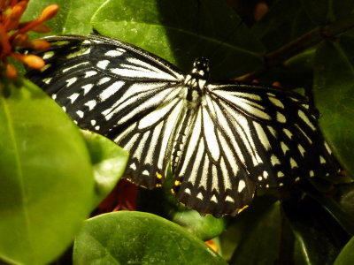 Butterfly Pavilion