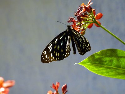 Butterfly Pavilion