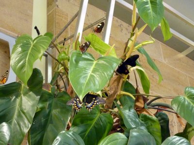 Butterfly Pavilion