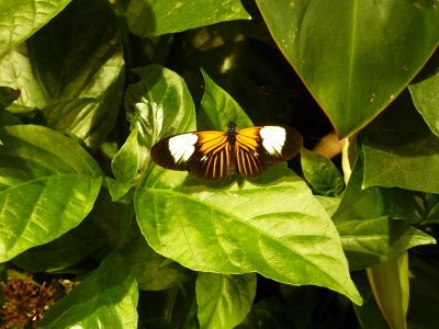 Butterfly Pavilion