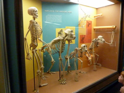 National History Museum