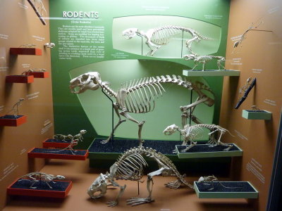 National History Museum