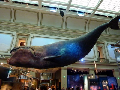 National History Museum