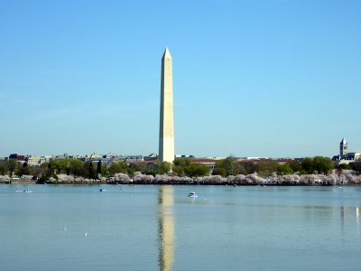 Tidal Basin Cherry Blossoms