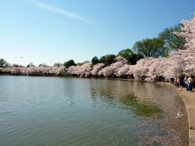 Tidal Basin Cherry Blossoms