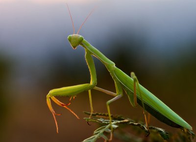 Mantis al atardecer