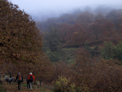Sendero, castaos y niebla