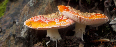 Muscarias