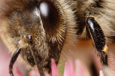 Bee Eye (Apis mellifera)