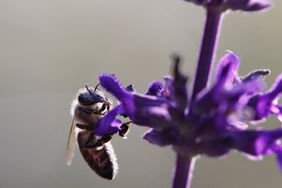 Last ones before the frost (Apis mellifera)