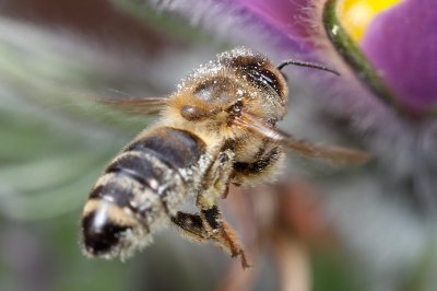 Honeybee incoming! (Apis mellifera)