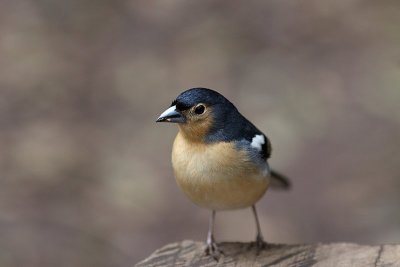 g1/82/451782/3/111584874.4LzFbqGP.jpg