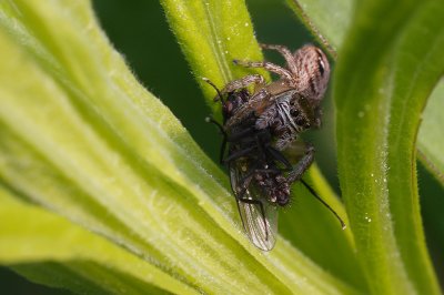 Jumping Spider (Evarcha arcuata) with Prey