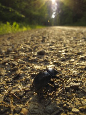 Dor Beetle (Geotrupes stercorarius or Anoplotrupes stercorosus)