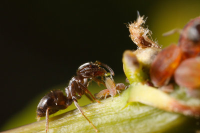 Black Garden Ant (Lasius niger) milking aphids