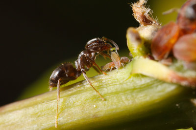 Black Garden Ant (Lasius niger) milking aphids