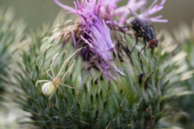 Enoplognatha ovata and a flesh fly