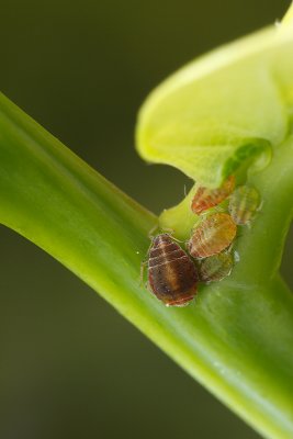 Family of aphids