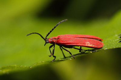 Net-winged beetle (Dictyoptera aurora)