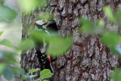 Woodpecker with grubs at the nest enrance