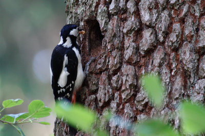 Woodpecker with grubs at the nest enrance