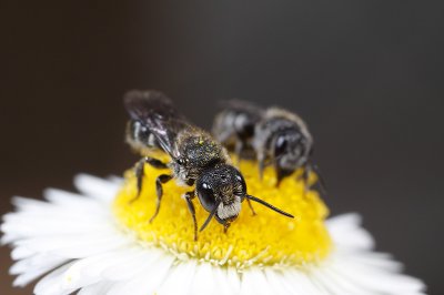 Wild bees (Heriades truncorum, I think)