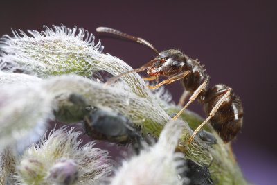 Black garden ants (Lasius niger) and aphids