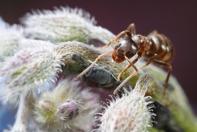 Black garden ants (Lasius niger) and aphids