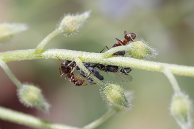 Black garden ants (Lasius niger) and aphids
