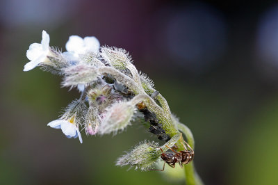 Black garden ants (Lasius niger) and aphids