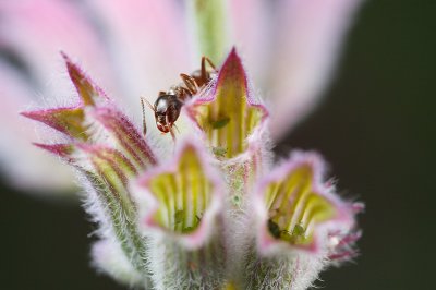 Black garden ants (Lasius niger) and aphids