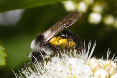 Andrena cineraria, a wild bee