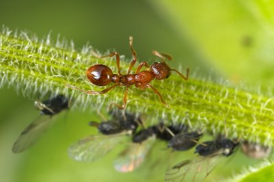 Myrmica ant and aphids