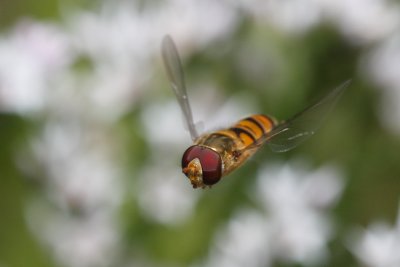 Hoverfly (Marmelade fly, Episyrphus balteatus)