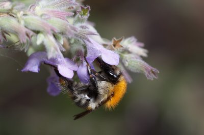 Bombus pascuorum, the common carder bee