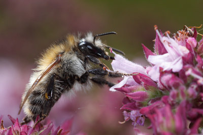 Bombus pascuorum, the Common Carder Bee