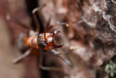 Horse ant (Formica rufa)