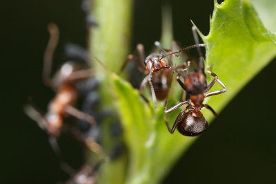 Horse ants (Formica rufa)