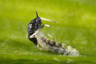Larva snacking on an aphid