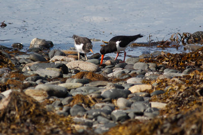 Oystercatcher and young