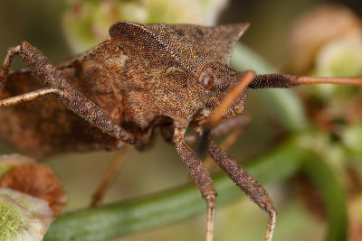 Shield bug (Coreus marginatus)