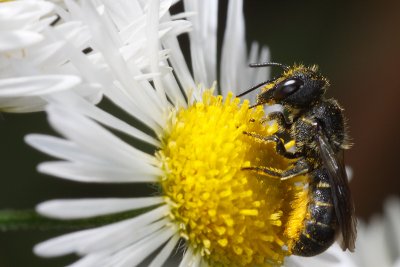 Heriades truncorum, a wild bee