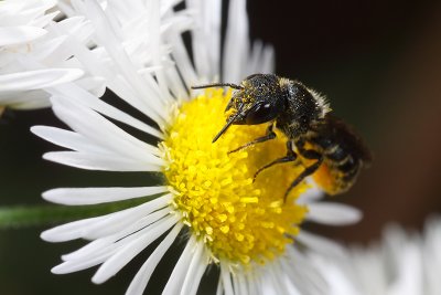 Heriades truncorum, a wild bee