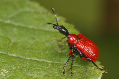 Apoderus coryli