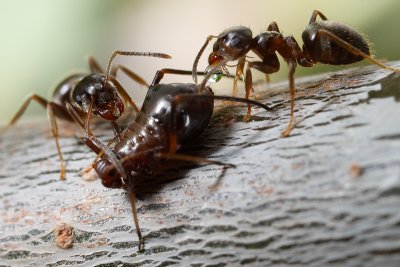 Lasius niger milking an aphid