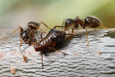 Lasius niger milking an aphid